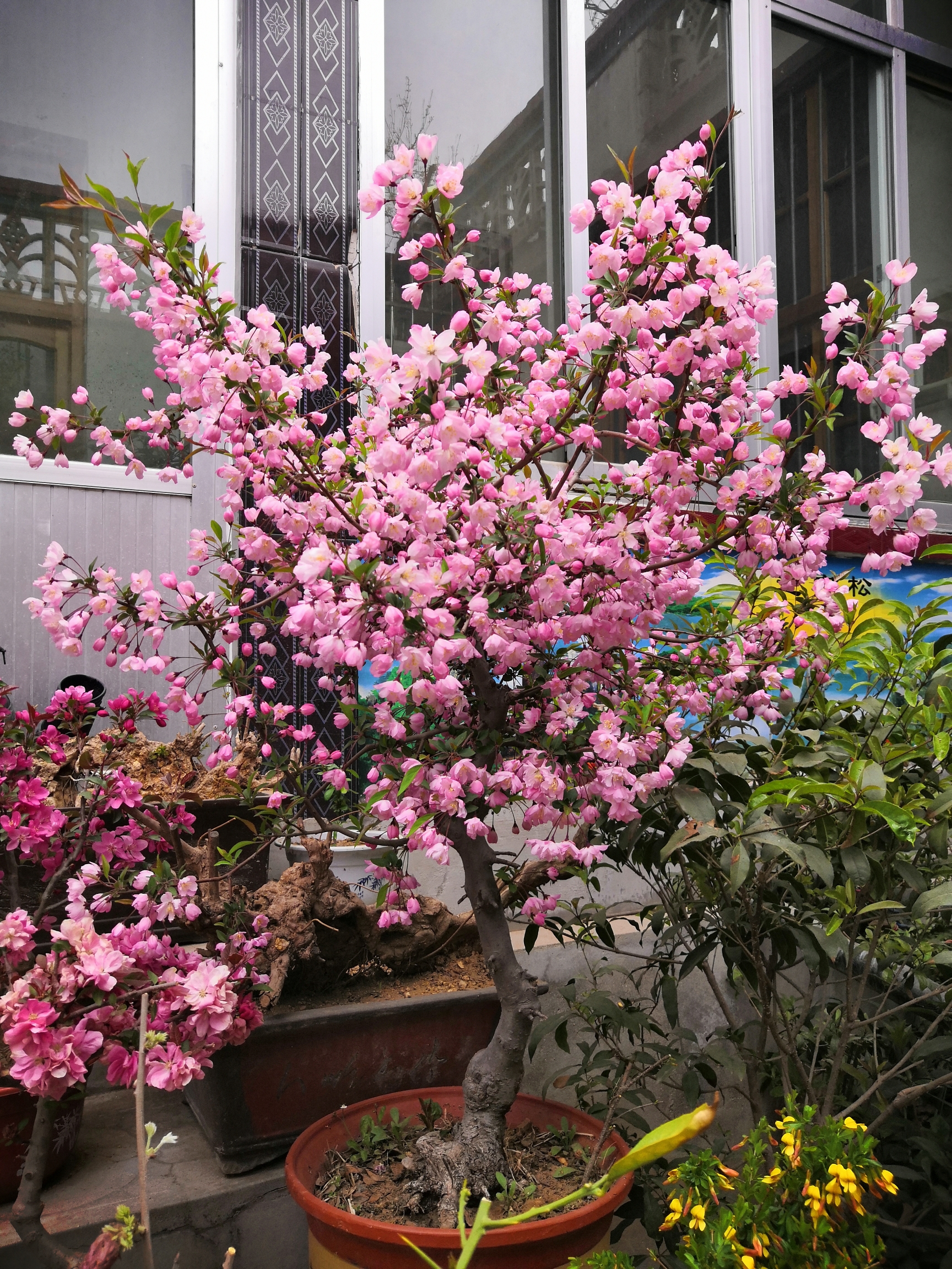 什么花是富贵长寿花？7种“富贵花”，好养寿命长，能活上百年，长成“传家宝”树