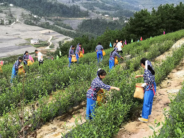 农业发展银行重庆市分行官网，农发行重庆市分行：加强重点领域支持聚焦主业服务乡村发展