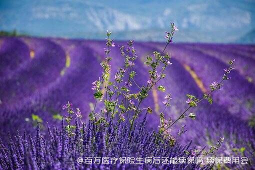 百万医疗保险生病后还能续保吗 续保费用会增加吗 