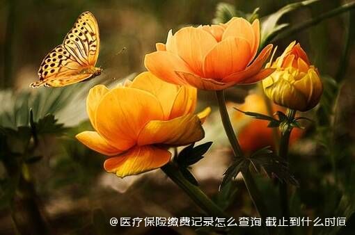 医疗保险缴费记录怎么查询 截止到什么时间 