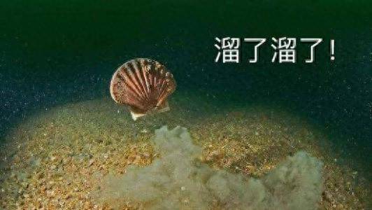 獐子岛股票为什么翻倍？獐子岛股价翻倍零容忍忍到何时