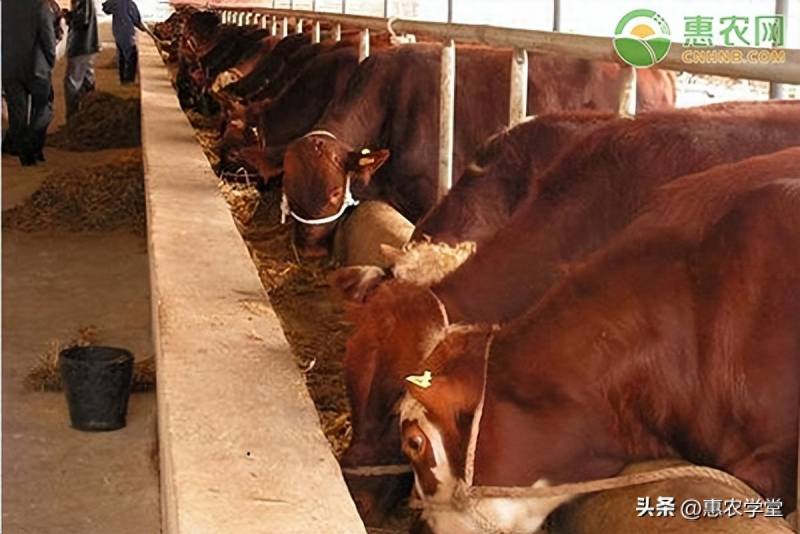 辽宁省牛市活牛价格是多少？9月23日全国最新牛价汇总