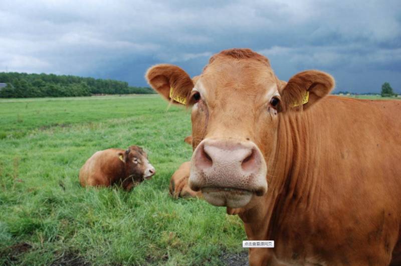 辽宁地区牛市交易价格怎样在沈阳一头1000斤重的肉牛？