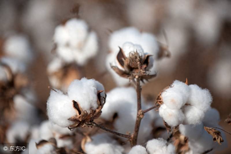 棉花股票为什么大涨今年的？