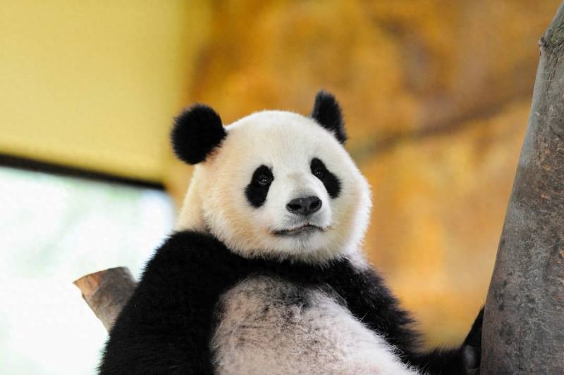 南京熊猫股票目标价是多少？