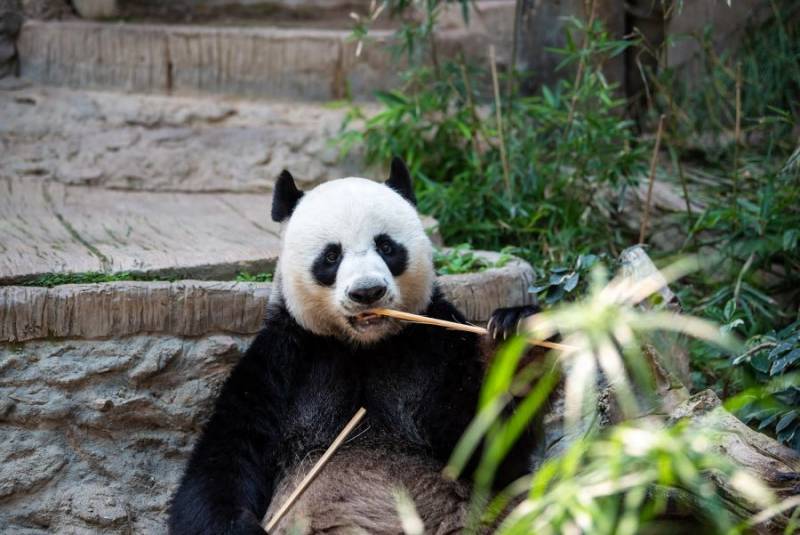 南京熊猫股票目标价是多少？