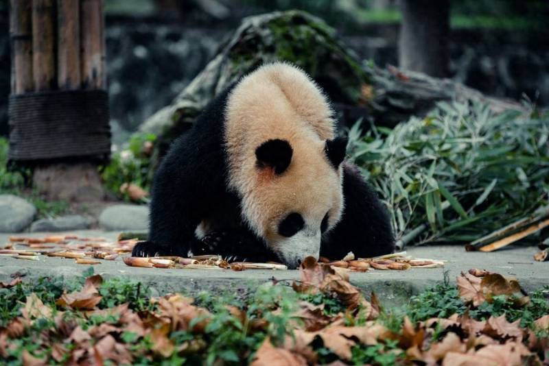 南京熊猫电子股份有限公司是做什么的？
