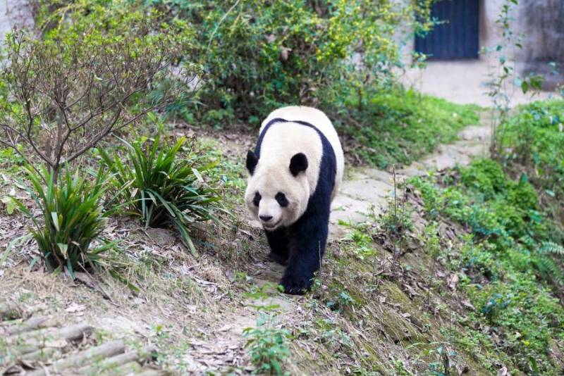 南京熊猫电子股份有限公司是做什么的？