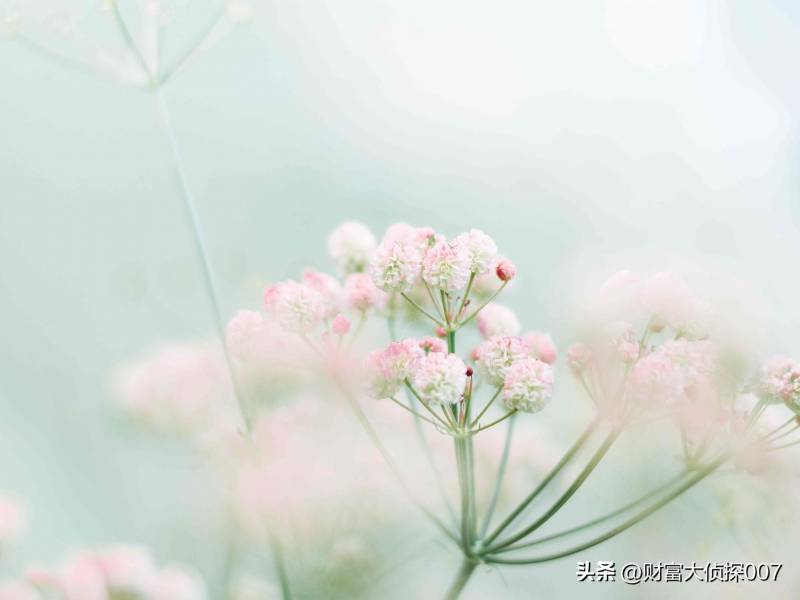 博时基金如何投资成长股？
