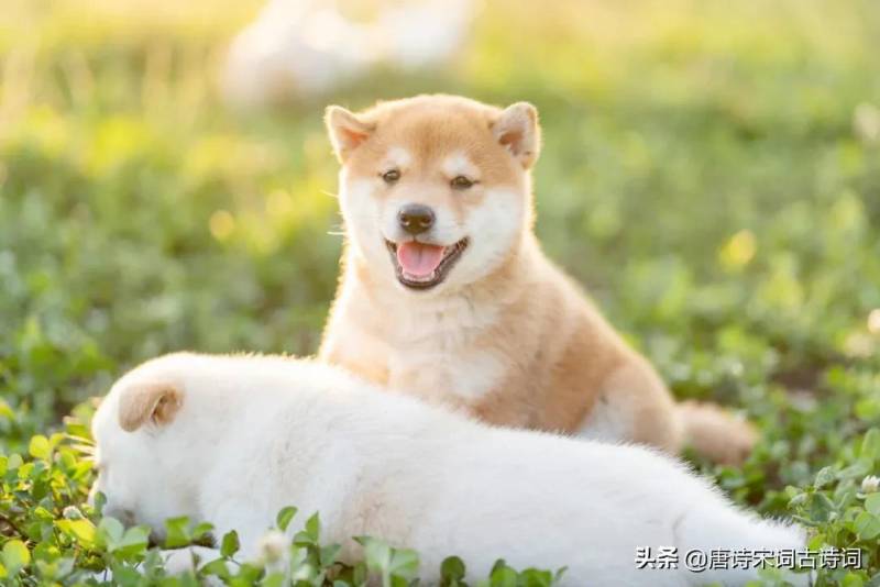 有一首诗是柴门闻犬吠