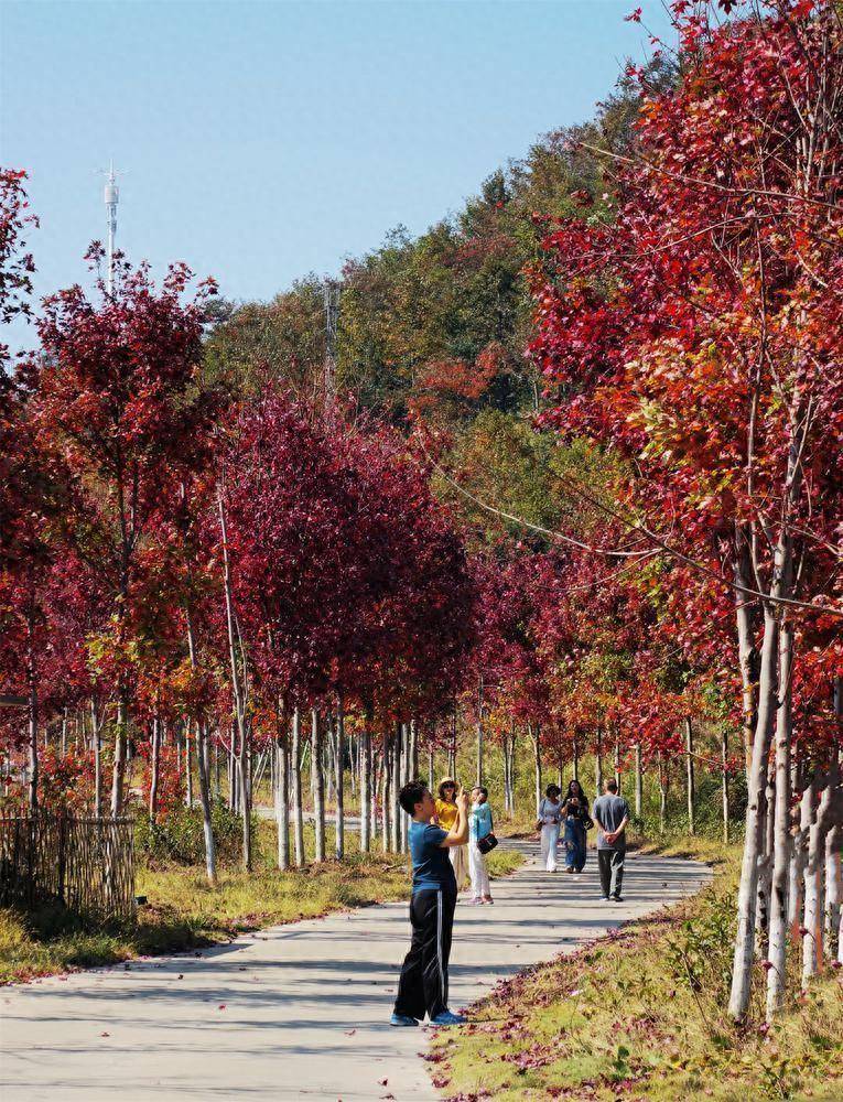 韶关云髻山枫叶什么时间红？