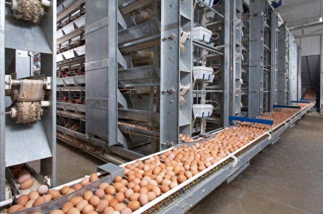 鸡蛋价格上涨会带来哪些影响？