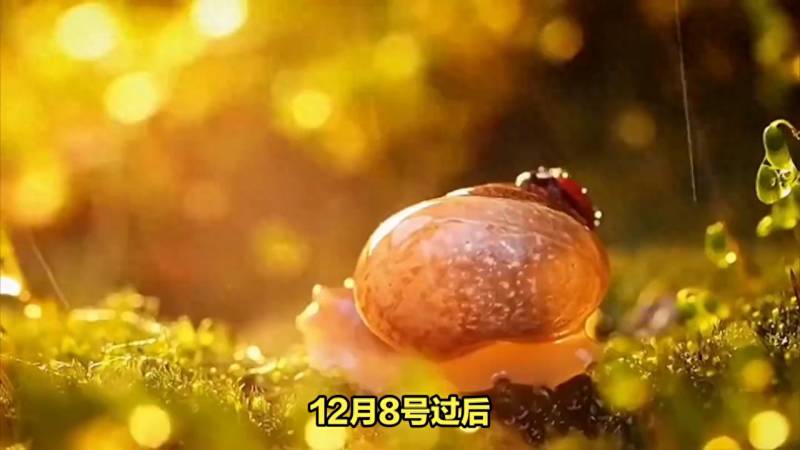 12月8号是什么星座？