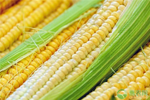 玉米价格上涨的原因是什么？