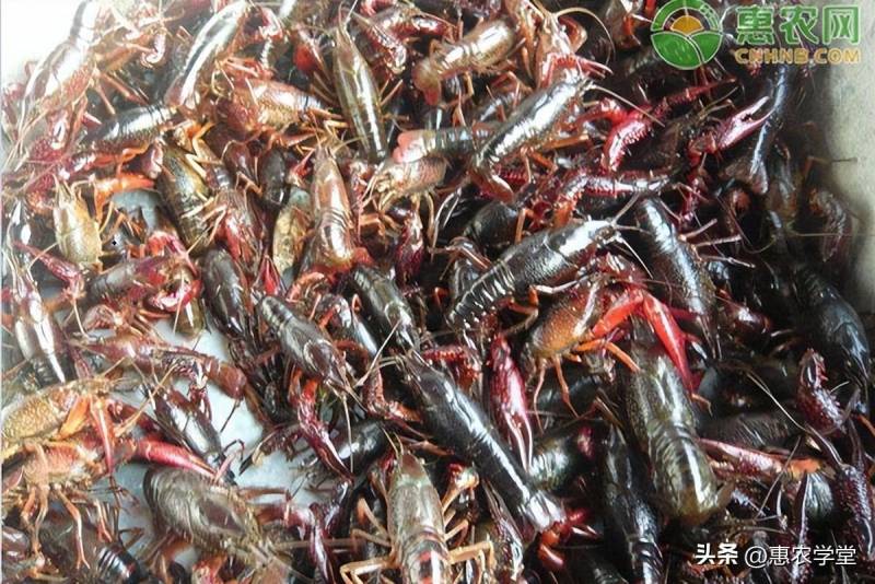 大龙虾多少钱一斤市场价2023？