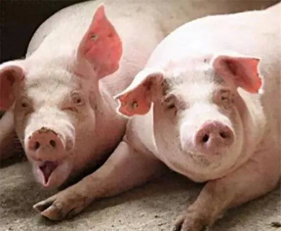 生猪养殖成本价多少一斤？