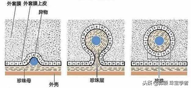 爱迪生珍珠属于什么珍珠？