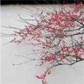 山鹰纸业股吧怎么样？