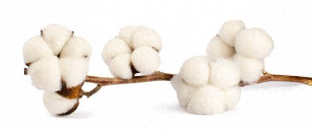 最近棉花的价格行情多少钱一吨？