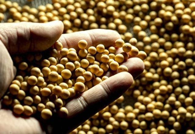 黑龙江大豆价格还能涨吗？