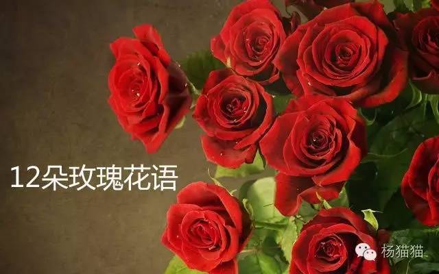 13只玫瑰花什么意思?？