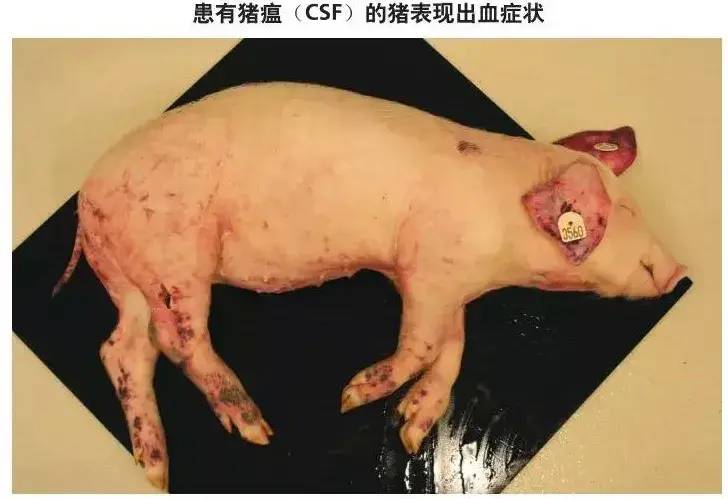 猪肉价格上涨了多少钱一斤？