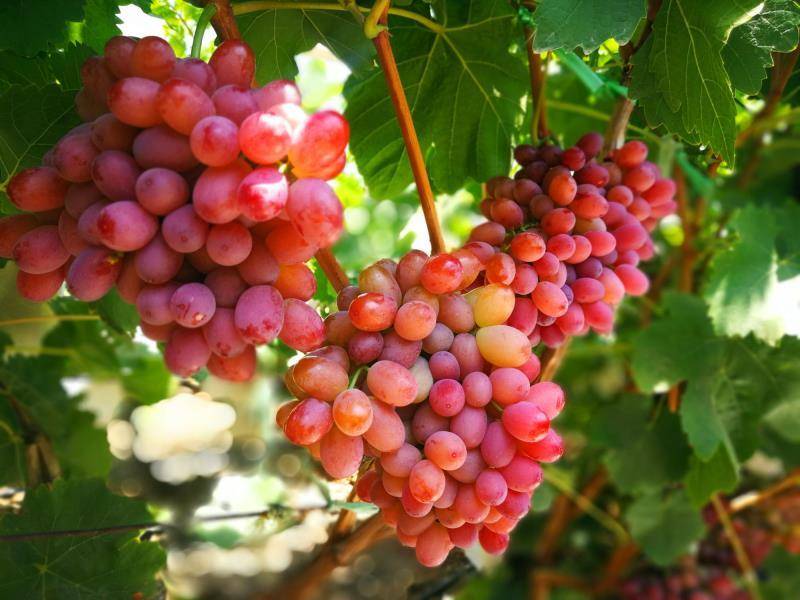宾川葡萄几月份成熟？
