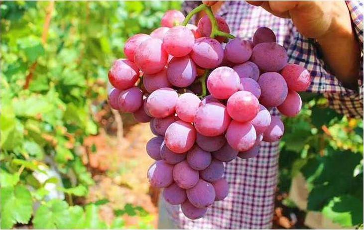 宾川葡萄几月份成熟？