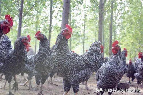 林下养鸡一亩地可以放多少只？
