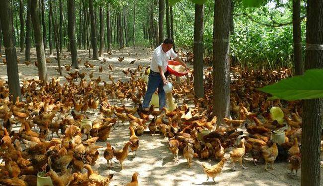 林下养鸡一亩地可以放多少只？