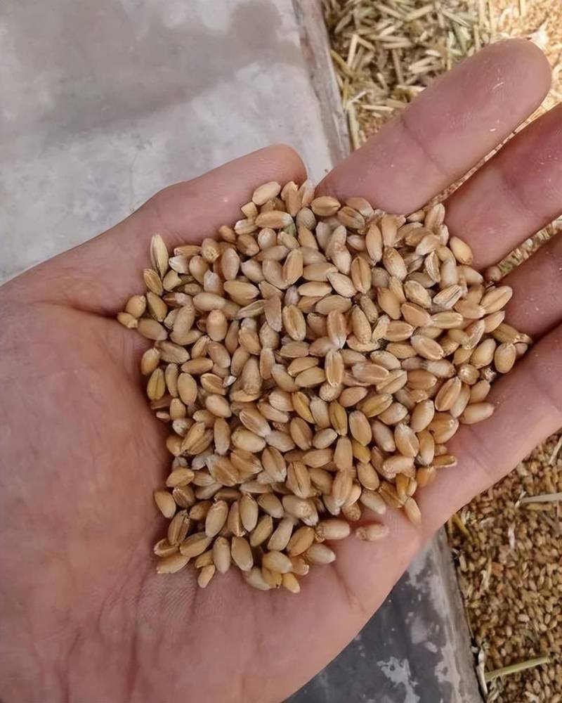 全国麦收进度过半的原因是什么？
