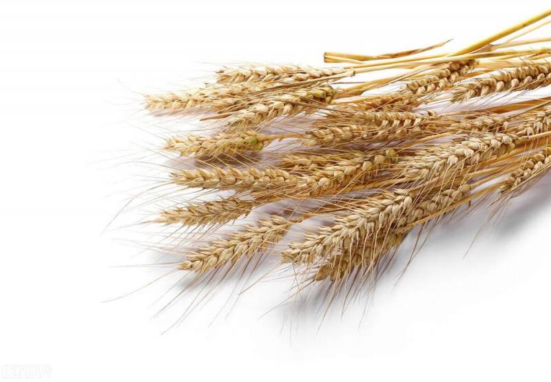 怎么了解玉米小麦行情？