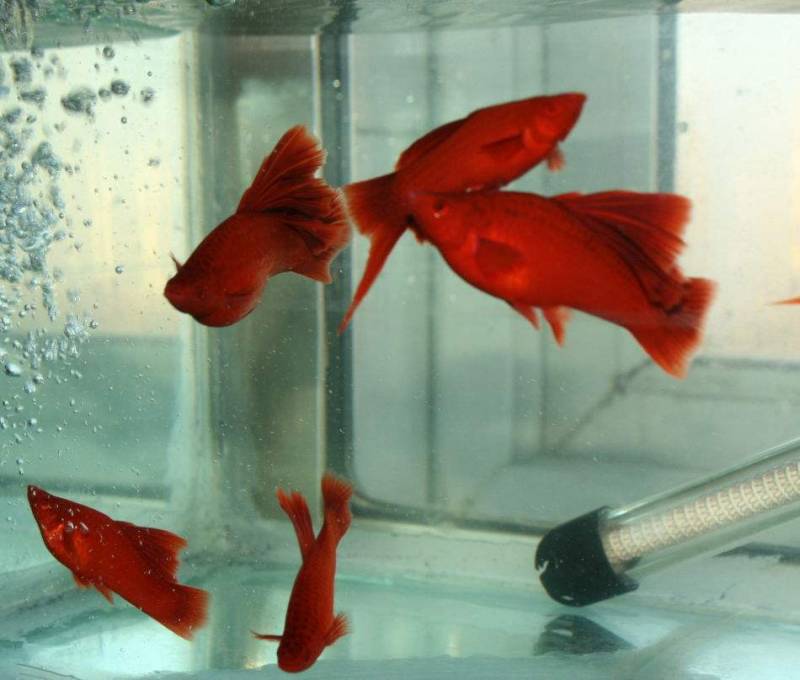 红箭鱼怎么繁殖？