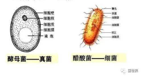 微生物发酵产品有哪些？