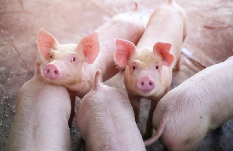 养猪成本需要多少钱？