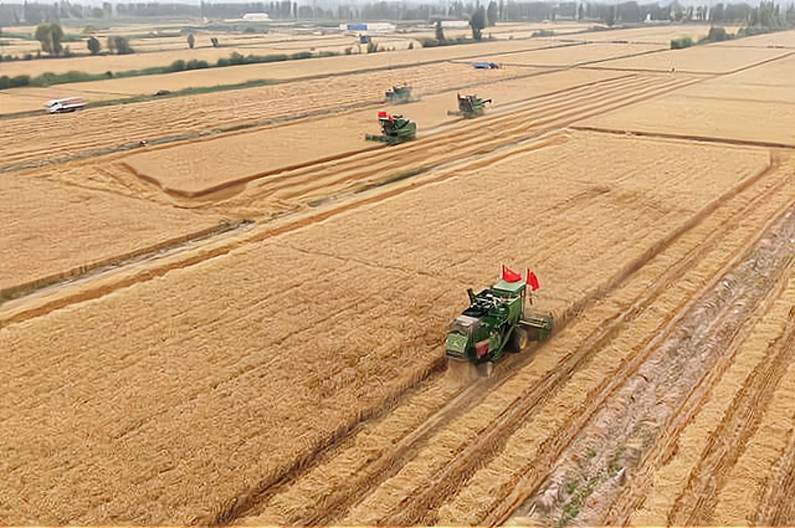 印度出口禁令导致国际小麦价格大涨吗？