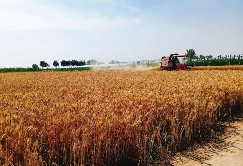 印度出口禁令导致国际小麦价格大涨吗？
