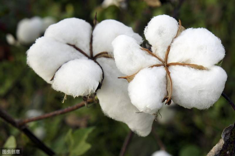 棉花多少钱一斤？