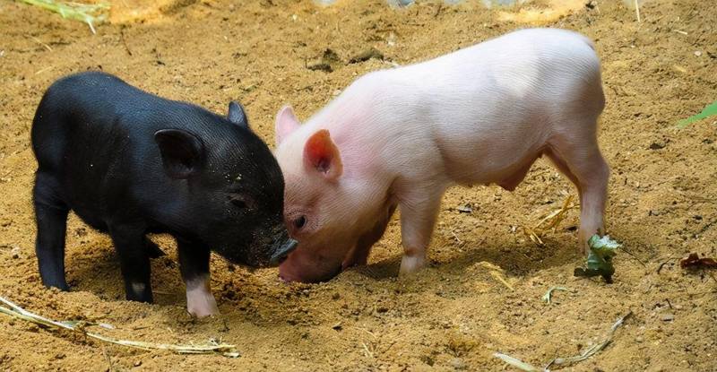 猪在什么时代被广泛养殖的？