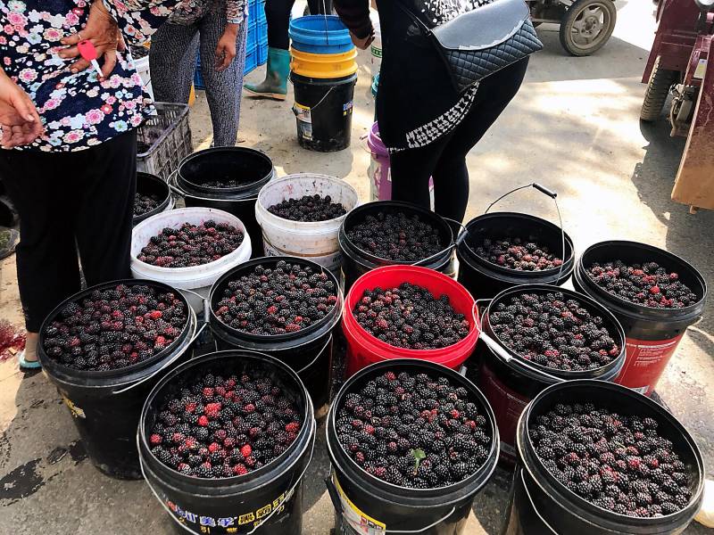 黑莓价格多少钱一斤？市场行情与选购指南一览无遗