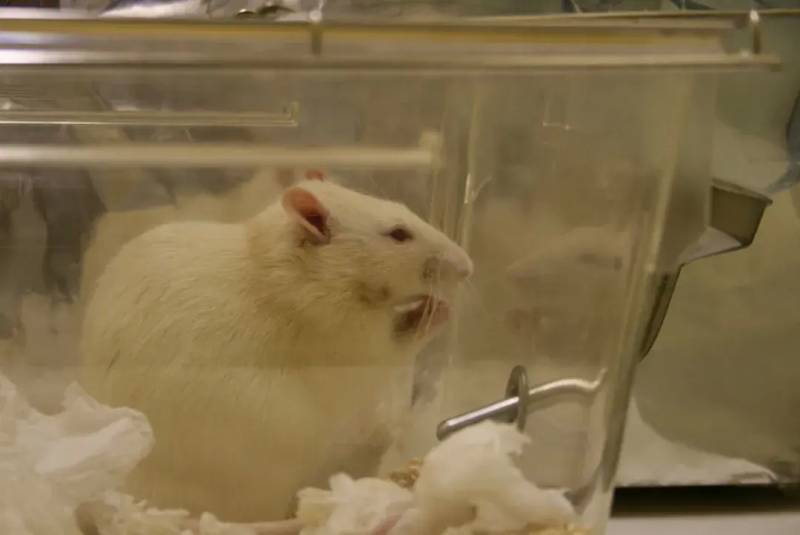 公鼠怀孕实验是否符合科研伦理引发讨论
