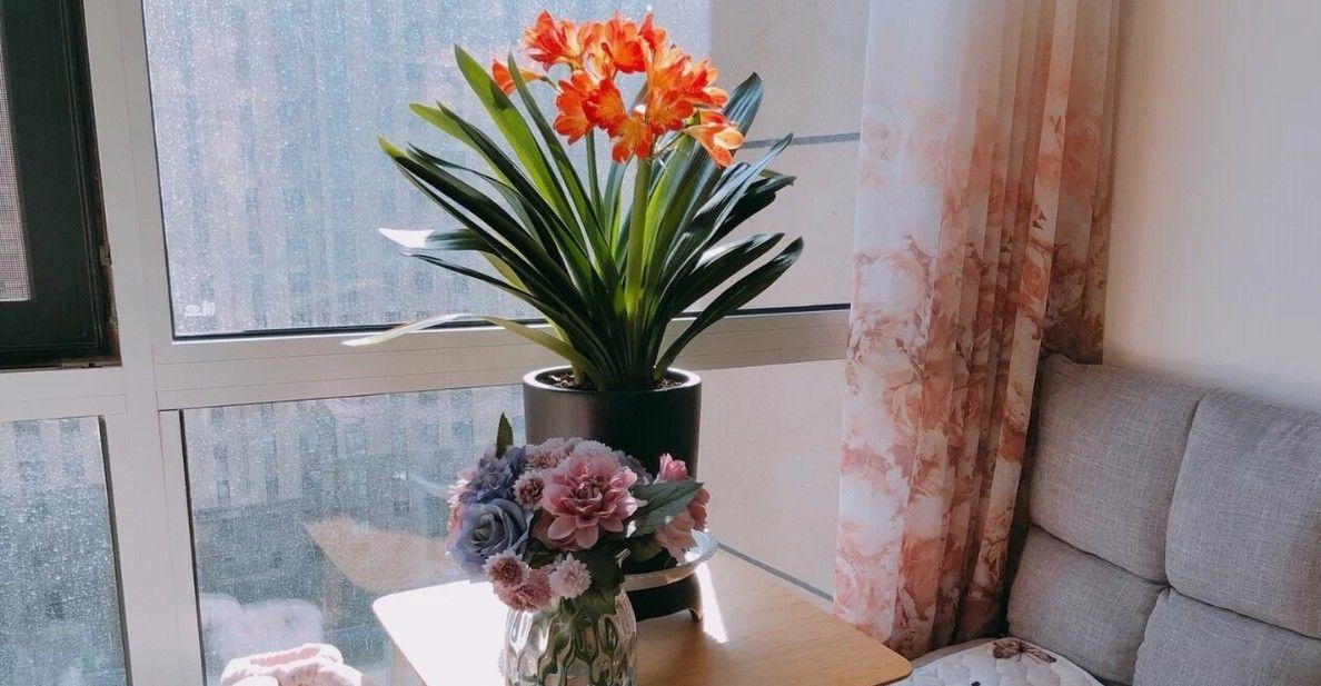客厅一般放什么花？客厅放什么植物旺宅？