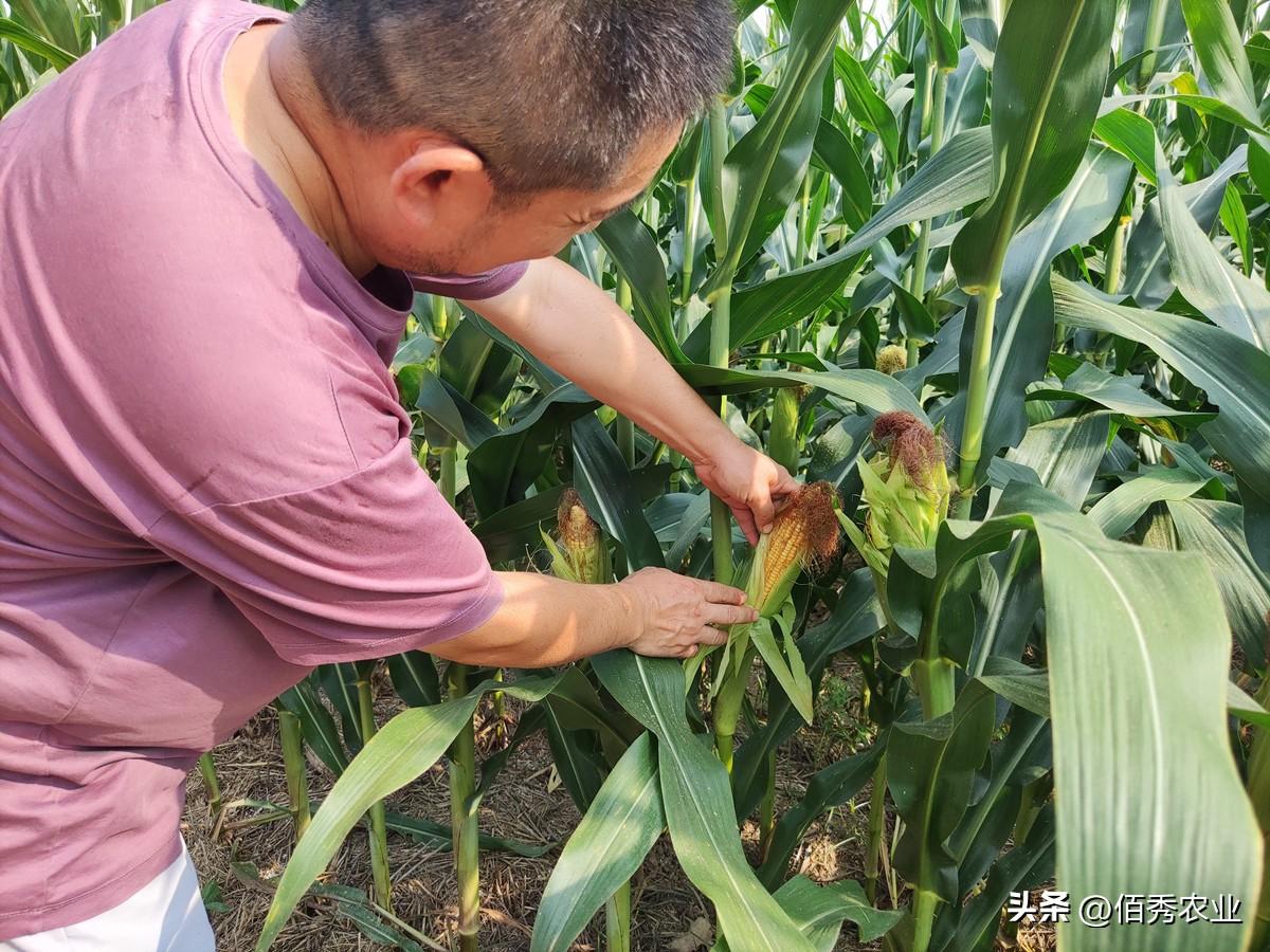 高温干旱可能影响玉米的哪些生理活动？高温干旱持续，玉米生长备受考验，诸多“副作用”将导致减产