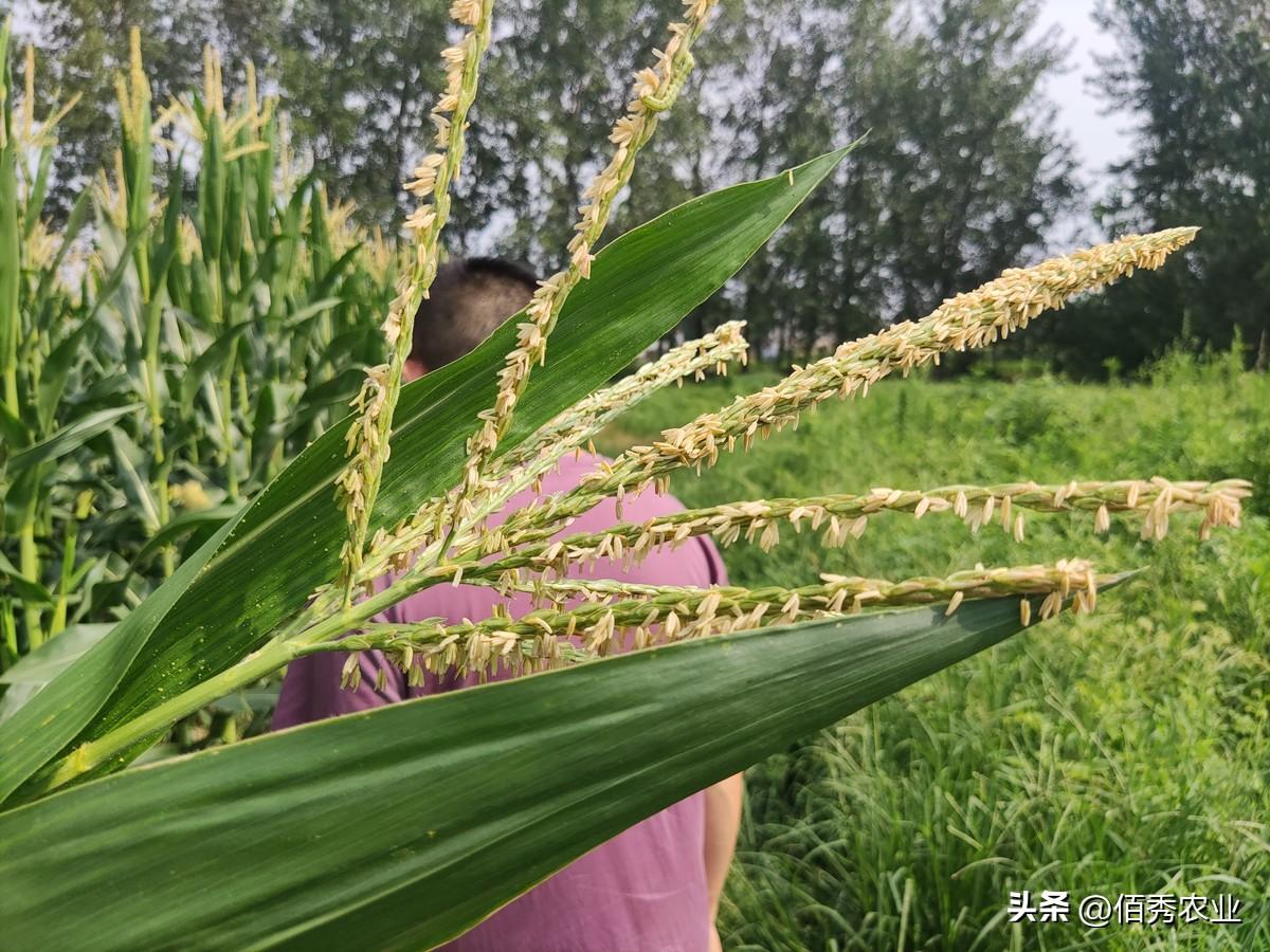 高温干旱可能影响玉米的哪些生理活动？高温干旱持续，玉米生长备受考验，诸多“副作用”将导致减产