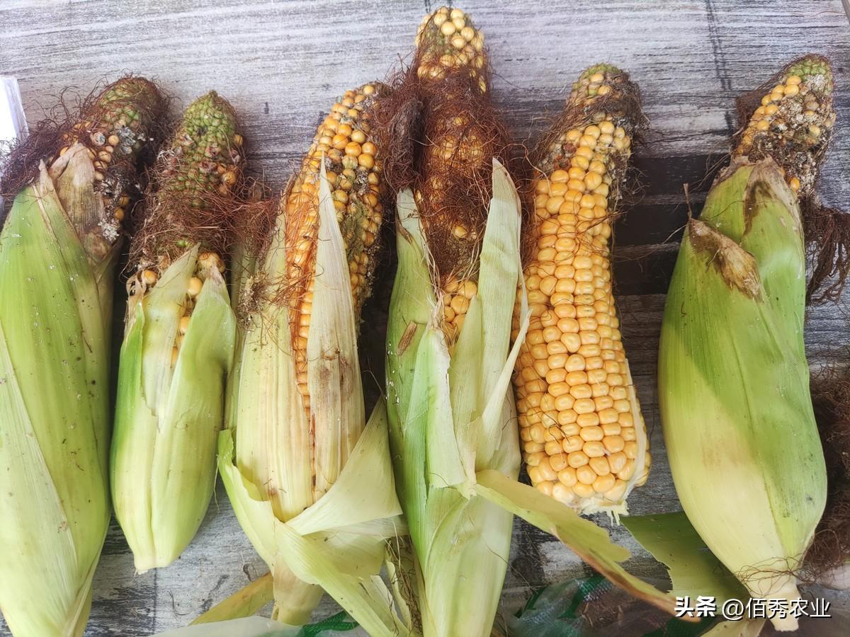 高温干旱可能影响玉米的哪些生理活动？高温干旱持续，玉米生长备受考验，诸多“副作用”将导致减产