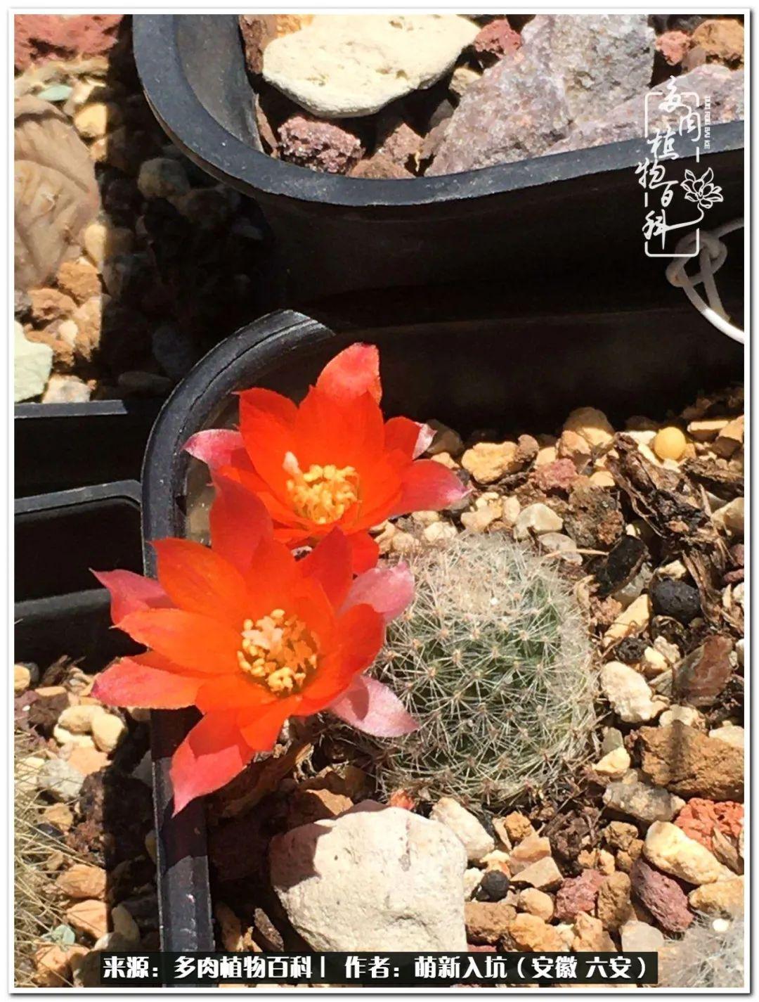 在这小小的绿色世界里，炎炎夏日，阳台上那群坚强的绿宝石