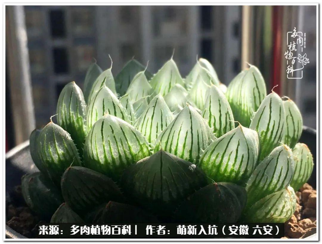 在这小小的绿色世界里，炎炎夏日，阳台上那群坚强的绿宝石