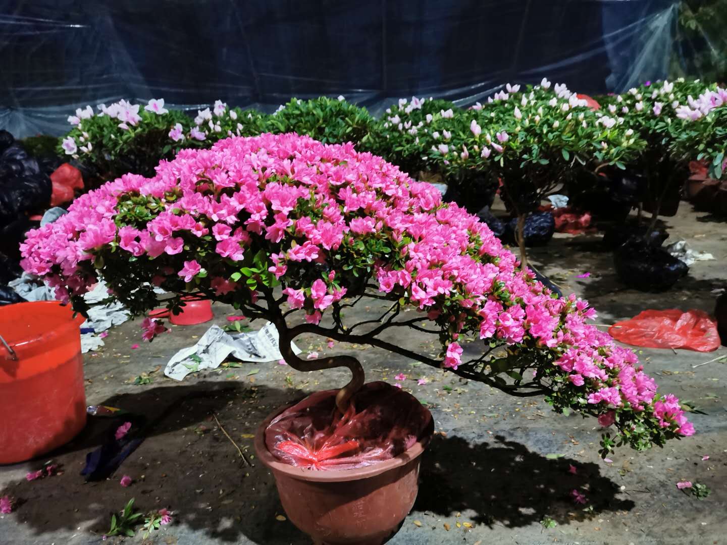 富贵人家养的花，7种富贵花，好好对待它，养百年变“花树”，价值“大如金”