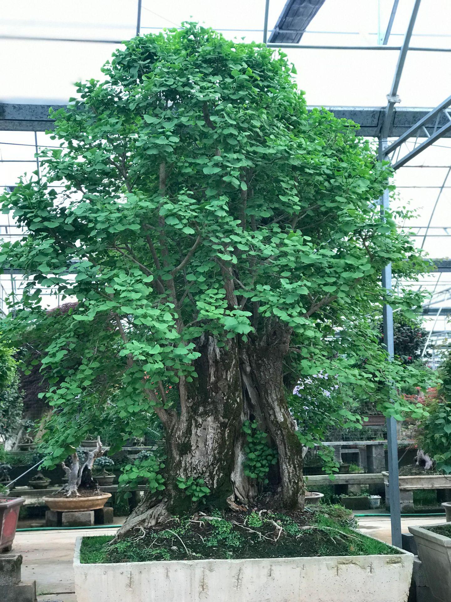 富贵人家养的花，7种富贵花，好好对待它，养百年变“花树”，价值“大如金”