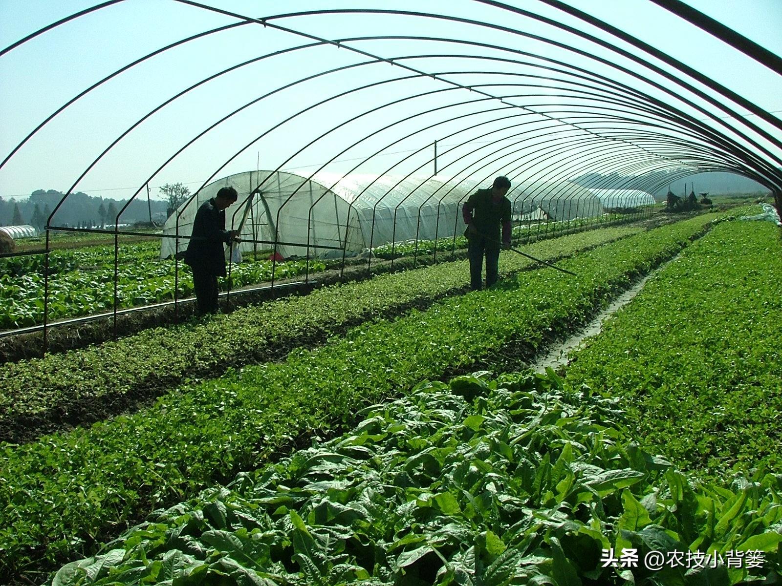 大棚蔬菜的种植与管理，大棚蔬菜冬季如何控温？